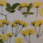 押し花 素材 モッコウバラ　💐