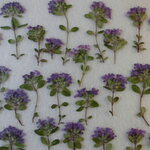 押し花 素材 クリーピングタイム　💐