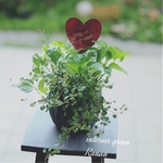 母の日🌸観葉植物❁ワンランク上のポトスmix&ワイヤープランツ\❤︎/プレゼントにも最適！！