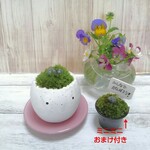 ミニ苔庭園　むっちゃん鉢 5
