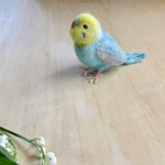 セキセイインコ　レインボー　オパーリン