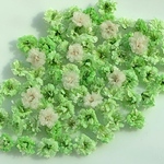 【70粒】かすみ草ドライフラワー☆ミントグリーン