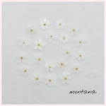 No.6  押し花　〜 忘れな草　ホワイト