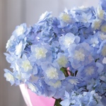  「筑紫」紫陽花　人気品種