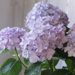「アンジェラ」紫陽花