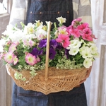 花籠ペチュニアA