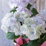 「ともえ」紫陽花