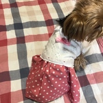 ★再販★コットンニットとドットのワンピース♪着せやすい犬服オーダーメイドで❗️