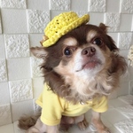 ビタミンカラーの犬服帽子セット カンカン帽子でお出かけ楽しいな...♪*ﾟ