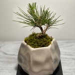 🌿ミニ盆栽　三河黒松🌿