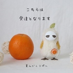 【受注】夏みかんコポル(Summer orange copolu)