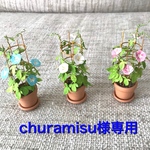 ミニチュア朝顔（ピンク、水色、白）
