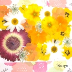 ♡new♡  ♡可愛い押し花セット♡ ♡使いやすい少量の押し花セット♡