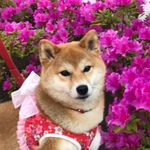 和柄のエプロンハーネス（犬用胴輪）のオーダー　胴周５５ｃｍくらいまで