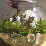 【再販】コケリウム（ペンギン）
