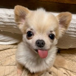 追加料金ページ