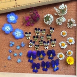 ドライフラワー     小さなお花MIXセット