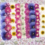 ♡new♡作家様必見♡ ♡ノースポールやレースフラワー、ビオラやバーベナ♡MIX押し花セット