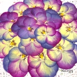 ♡new♡グラデーションビオラ赤花処理♡押し花セット♡