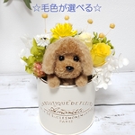 ☆選べる毛色☆トイプーとイエローのお花(ミニ)