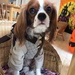 ハーネスとリードのセット