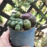 多肉植物★メセン寄せ植え★リメ缶植え