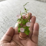 ミニチュア朝顔