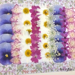♡new♡♡バーベナやビオラ、紫陽花、レースフラワー♡MIX押し花セット