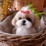シーズー 犬  羊毛フェルト ちょんまげちゃん 