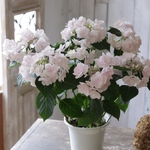 「ノーブルピンク」紫陽花　