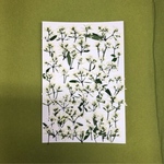 n様専用　押し花素材🌼ユーフォルビア🌼 🌼アリッサム🌼5セット