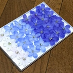お花屋さんが作ったデルフィニウムのドライフラワーお詰め合わせ