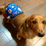 SS・S・Mサイズ《オーダーOK》海の生き物柄マナーベルト(ワンちゃんオムツカバー)受注生産の為、柔軟に要望にお応えできます♡