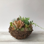 父の日　多肉植物　巣篭もり　寄せ植え　グリーン
