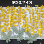 押し花　素材　花いろいろ(ミモザ) (１１枚) ６９７