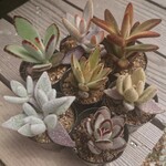 【送料無料】多肉植物 モケモケうさぎ 7種類セット