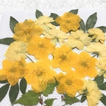 ヤマブキとモッコウバラ　押し花