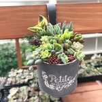 ♢グレー ブリキ缶♢ 多肉植物寄せ植え