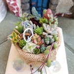 このまま発送いたします♪多肉植物　寄せ植え♪