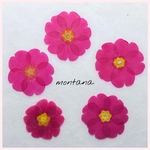 No.2 押し花　〜 ジュリアン