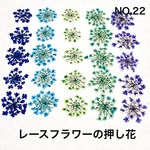 【25枚】レースフラワー の押し花（No.22）