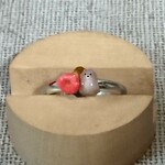 ポメラニアンのリング