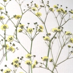 押し花　かすみ草　yellow