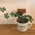 観葉植物代わり　シュガーバイン　フェイクグリーン