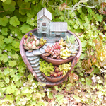 多肉植物寄せ植え_古民家