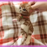 おねがいにゃんこＮｏ．91