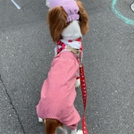 犬服ロンパース　レッド星柄ホワイトＴシャツ、レッドストライプパンツ　ロンパース新作