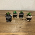 ミニ鉢　枯れない多肉植物