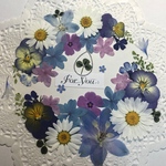 ☆押し花素材273 ノースポール＆デルフィニウムセット☆