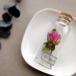 植物標本　Botanical Collection■No.R-1 バラ アイリーン